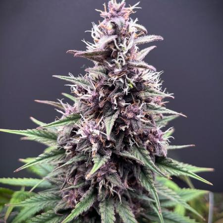 Hydro