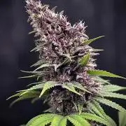Hydro