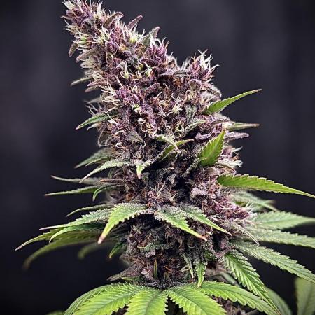 Hydro