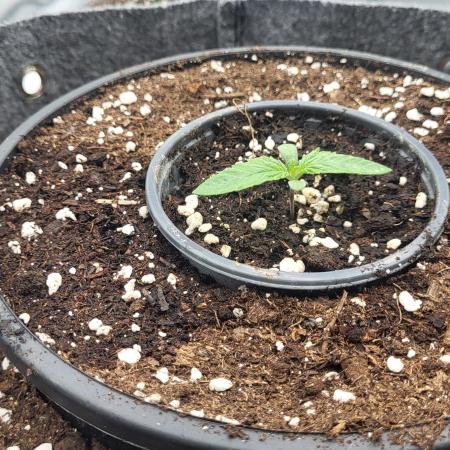 Green Gelato 4 Wochen Veg #2