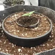 Green Gelato 4 Wochen Veg #1