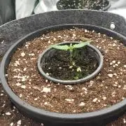 Green Gelato 4 Wochen Veg #3