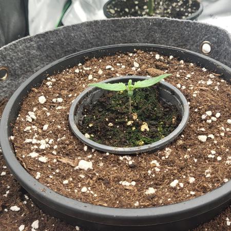 Green Gelato 4 Wochen Veg #3