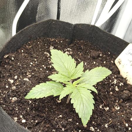 First indoor Auto's