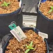 Mendo breath x Guava