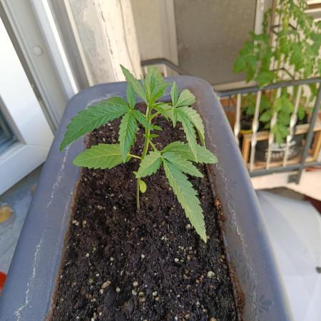 Frosted Zinn x 3 Bears OG Auto