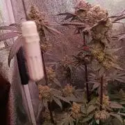 Farmer's Daughter Indoor