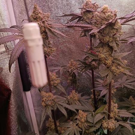 Farmer's Daughter Indoor