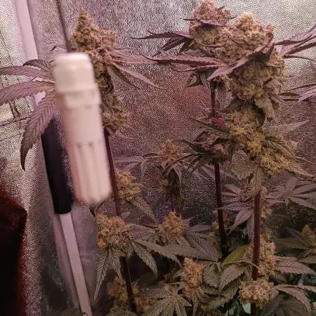 Farmer's Daughter Indoor