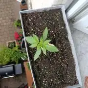 Fast Buds Cherry Cola Fensterbank