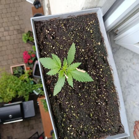 Fast Buds Cherry Cola  Fensterbank
