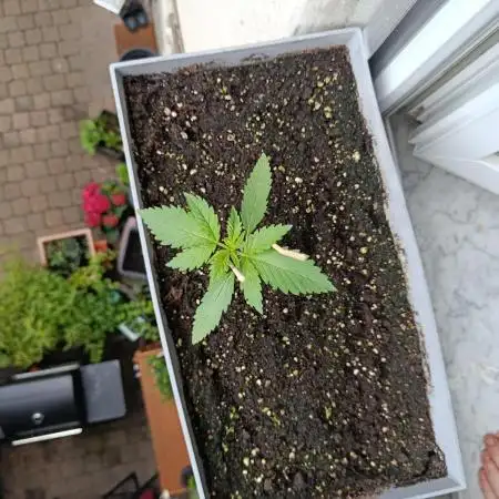 Fast Buds Cherry Cola  Fensterbank