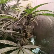 Farmer's Daughter Indoor