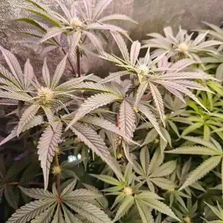 Farmer's Daughter Indoor