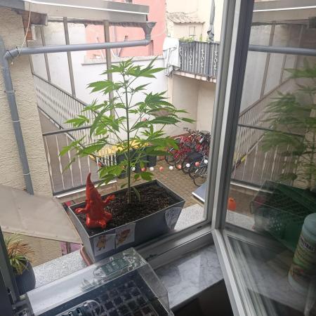 Fast Buds Cherry Cola  Fensterbank