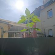 Fast Buds Cherry Cola  Fensterbank
