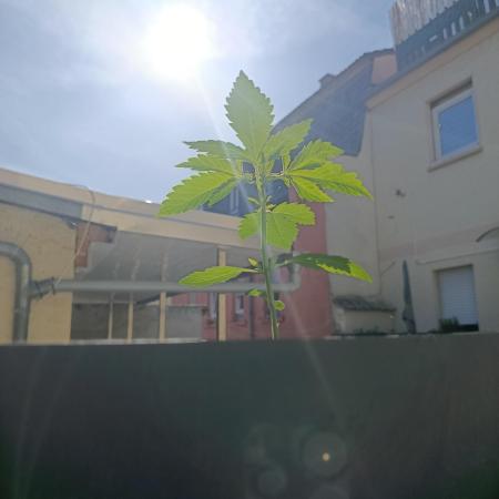 Fast Buds Cherry Cola  Fensterbank