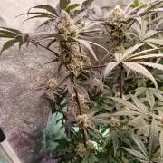 Farmer's Daughter Indoor