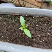 Frosted Zinn x 3 Bears OG Auto