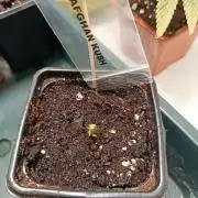 Landrace Afghan Kush