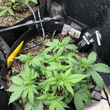 Pico LSD-25
