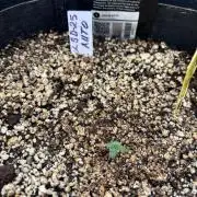 Pico LSD-25
