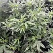 Pico Gelato Auto