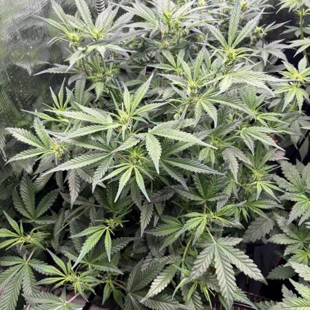 Pico Gelato Auto