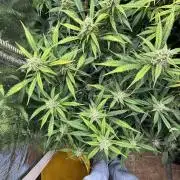 Pico Gelato Auto