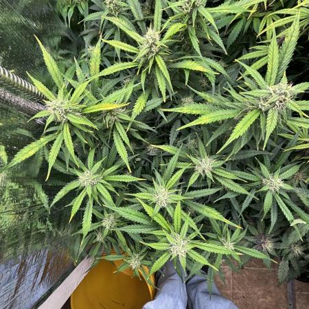 Pico Gelato Auto