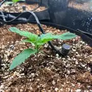 Pico Skunk #1