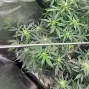 Pico Fast Buds RF3 Mix