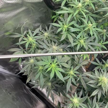 Pico Fast Buds RF3 Mix