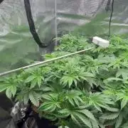 Pico Skunk #1