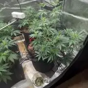 Pico Fast Buds RF3 Mix