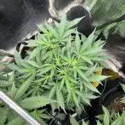 Pico Mexican Airlines Auto