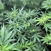Pico Mexican Airlines Auto