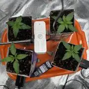 Pico Fast Buds RF3 Mix