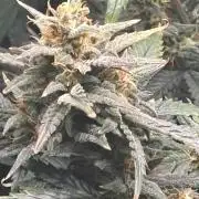 Pico Fast Buds RF3 Mix