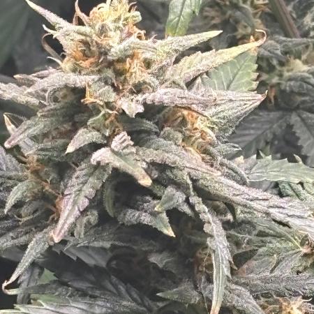 Pico Fast Buds RF3 Mix