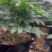 Pico Skunk #1