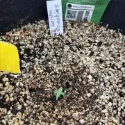 Pico Gorilla Cookies Auto