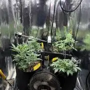 Pico Gorilla Cookies Auto