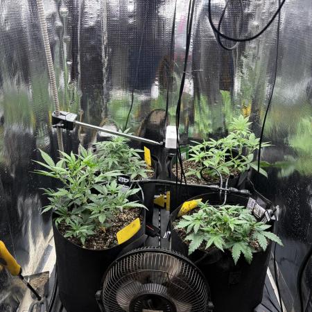 Pico Gorilla Cookies Auto