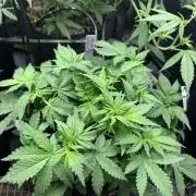 Pico LSD-25
