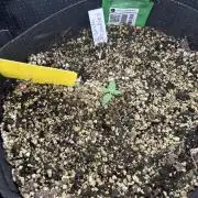 Pico Gorilla Cookies Auto