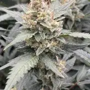 Pico Mexican Airlines Auto