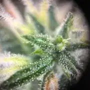 Pico2