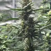Pico Fast Buds RF3 Mix