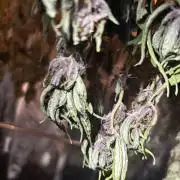 Pico Gorilla Cookies Auto. Not LSD-25